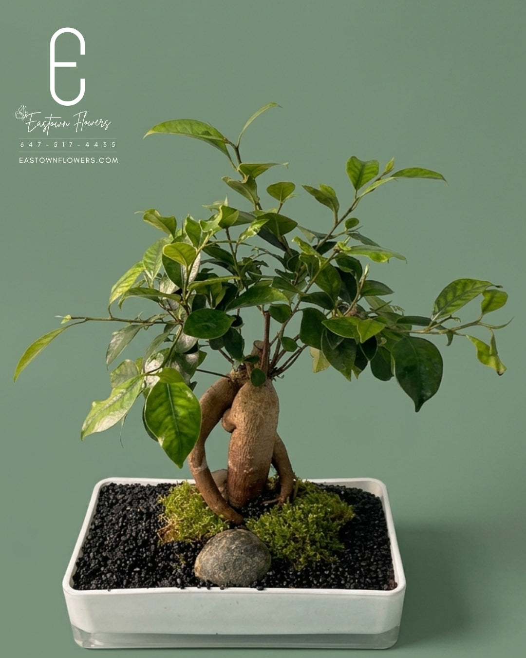 ginsei bonsai BONSAI (Ginseng Tree), Bonsai for modern home design – Eastown Flowers