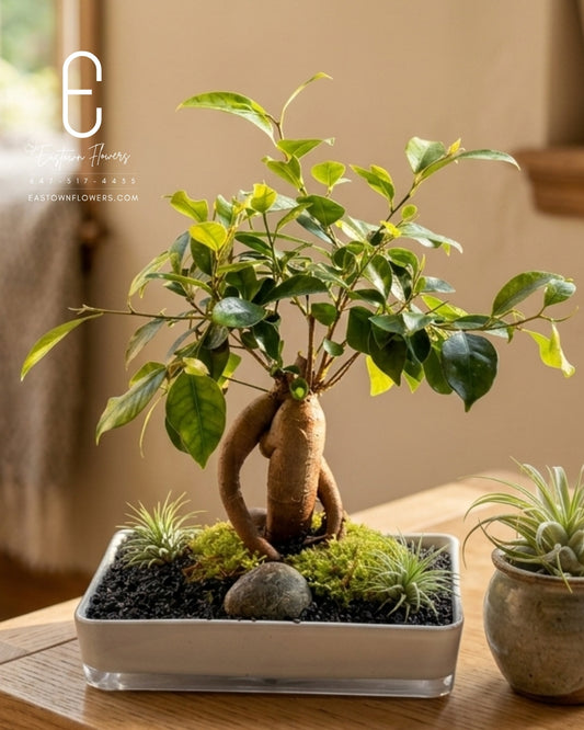 Bonsai (Ginseng Tree)