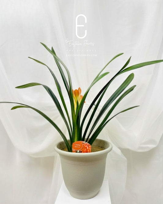 Clivia