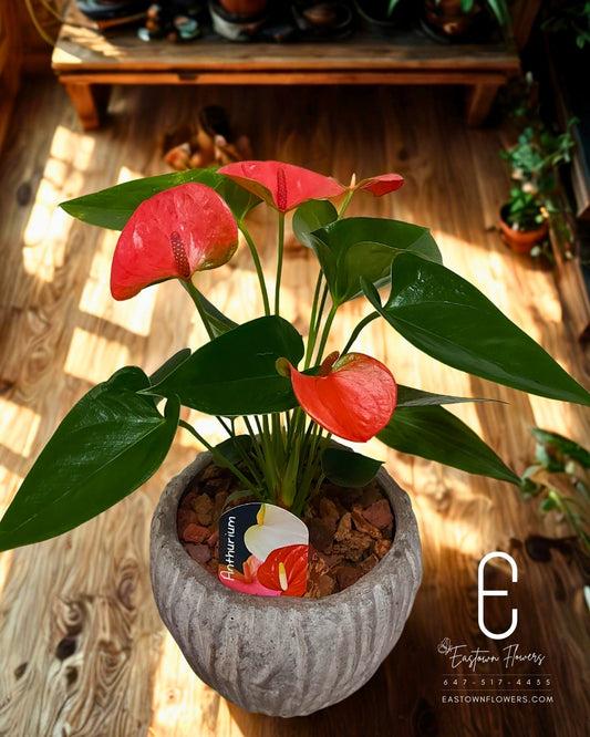 Anthurium