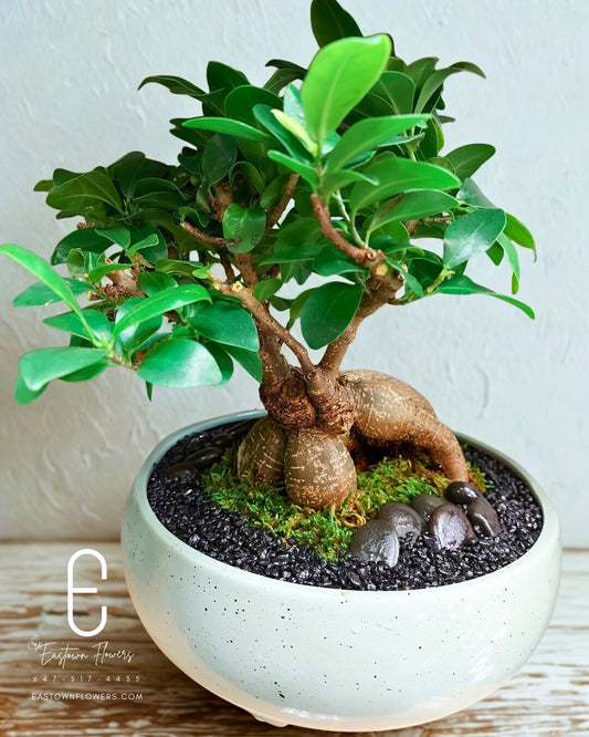 BONSAI (Ficus Ginseng)