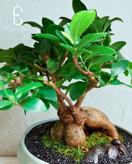 Bonsai Plant