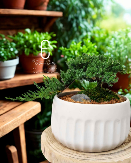 Bonsai (Juniper)