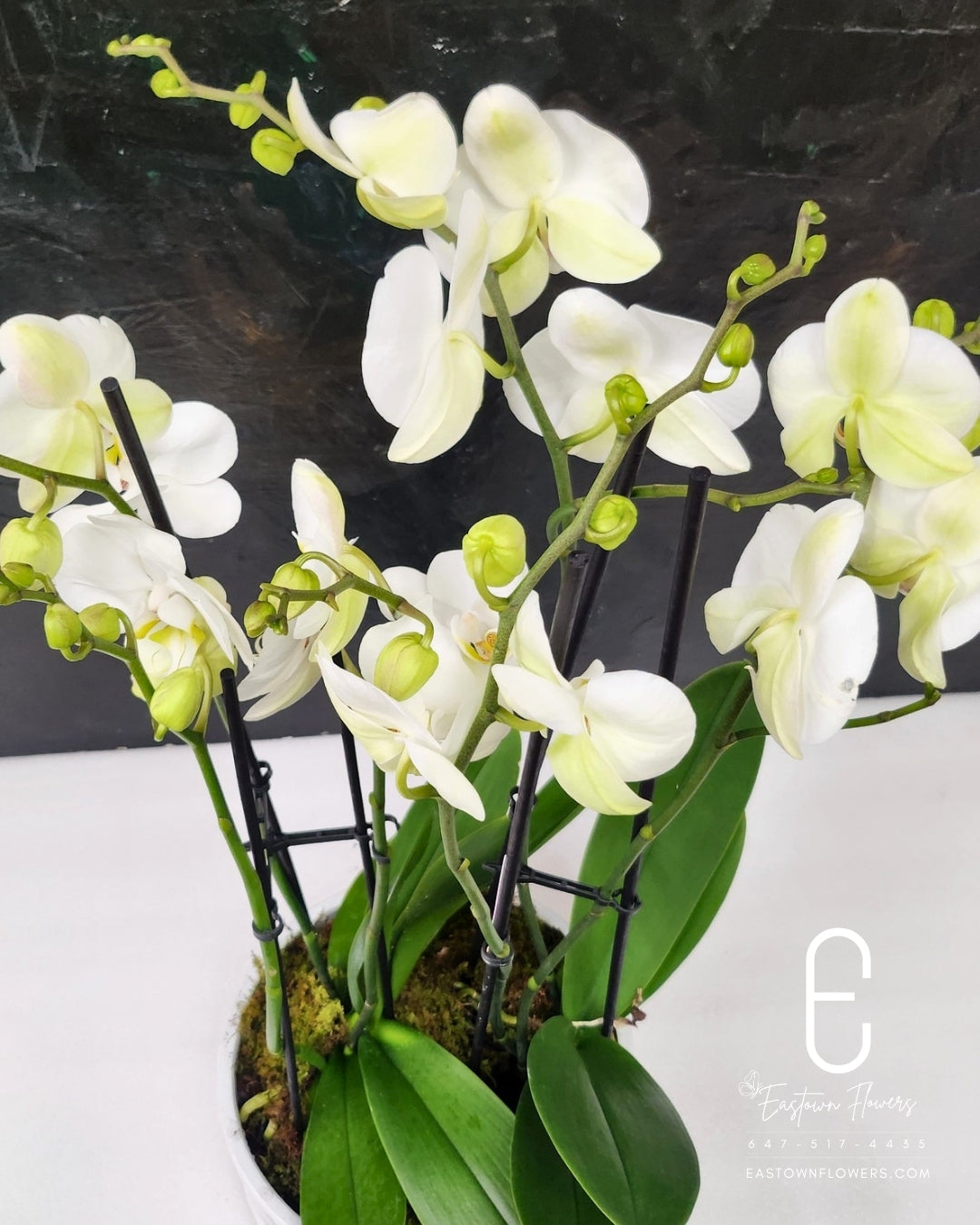 White Orchids