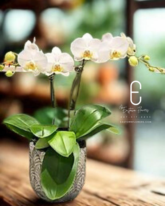 Mini white orchids - Double