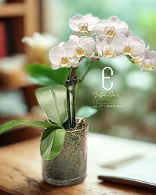 Mini White Orchid - Single