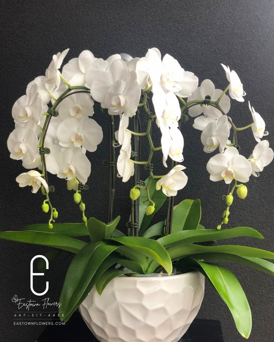 Luxury White Orchids Plant