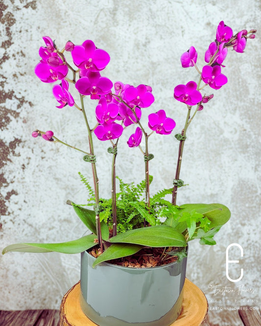 Mini pink Orchid - Double