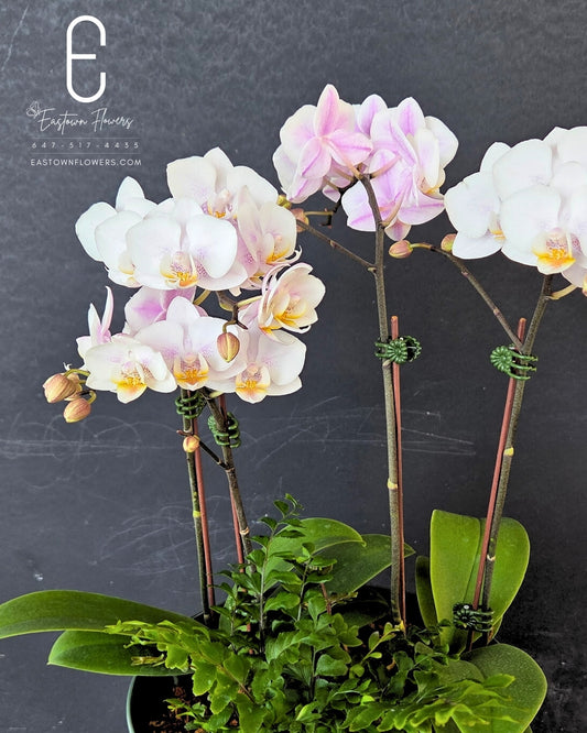 Radiant Orchid Garden