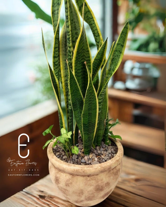 Sansevierias Plant