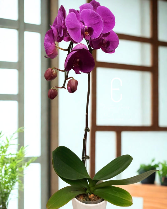 Single Orchid plant