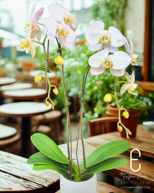 White Orchids - Double