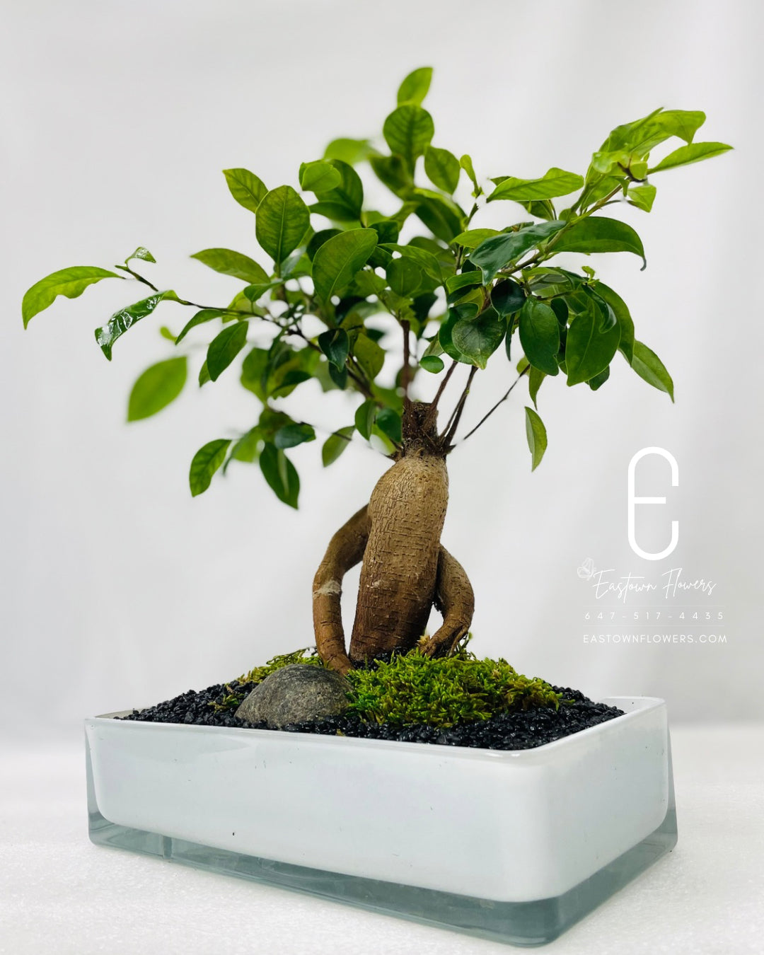 Bonsai (Ginseng Tree)
