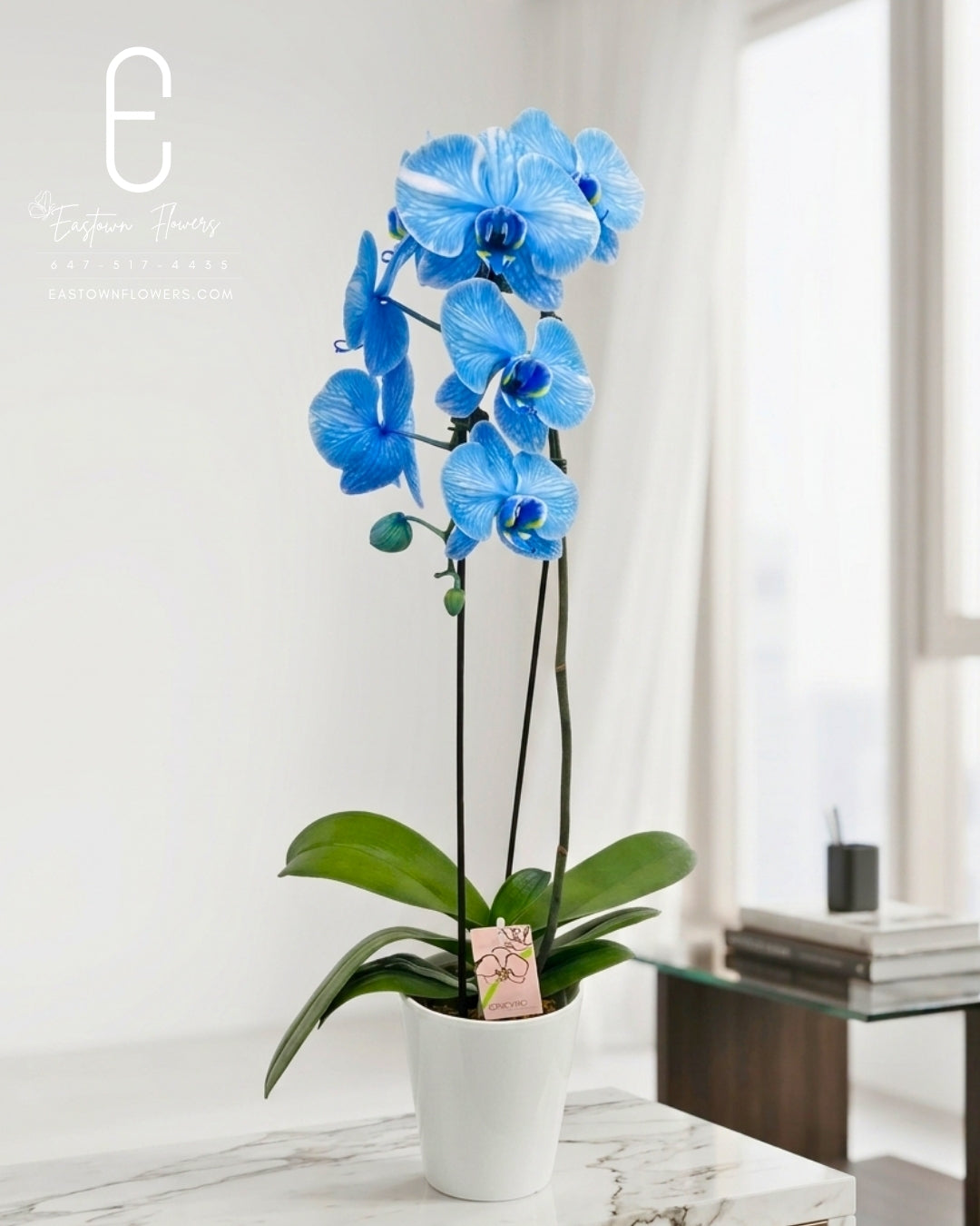 Blue orchids