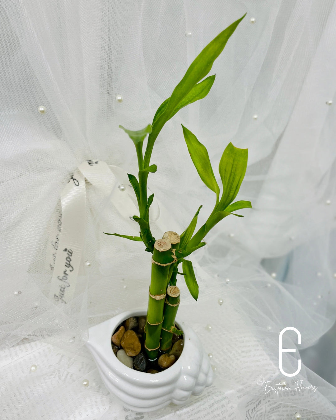 Bamboo#2