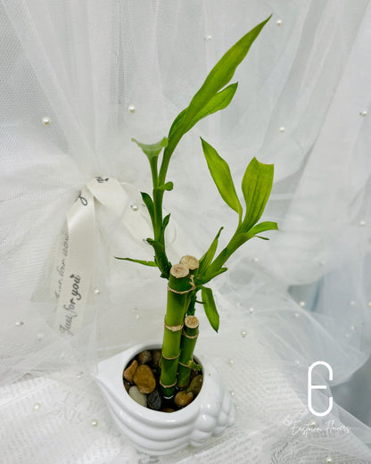Bamboo#2