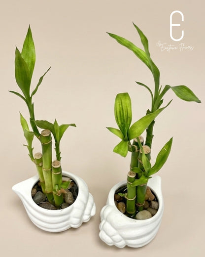 Bamboo#2