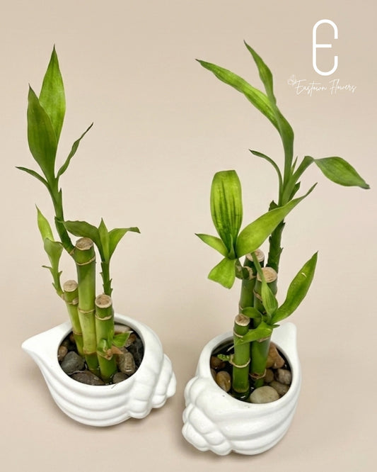 Bamboo#2