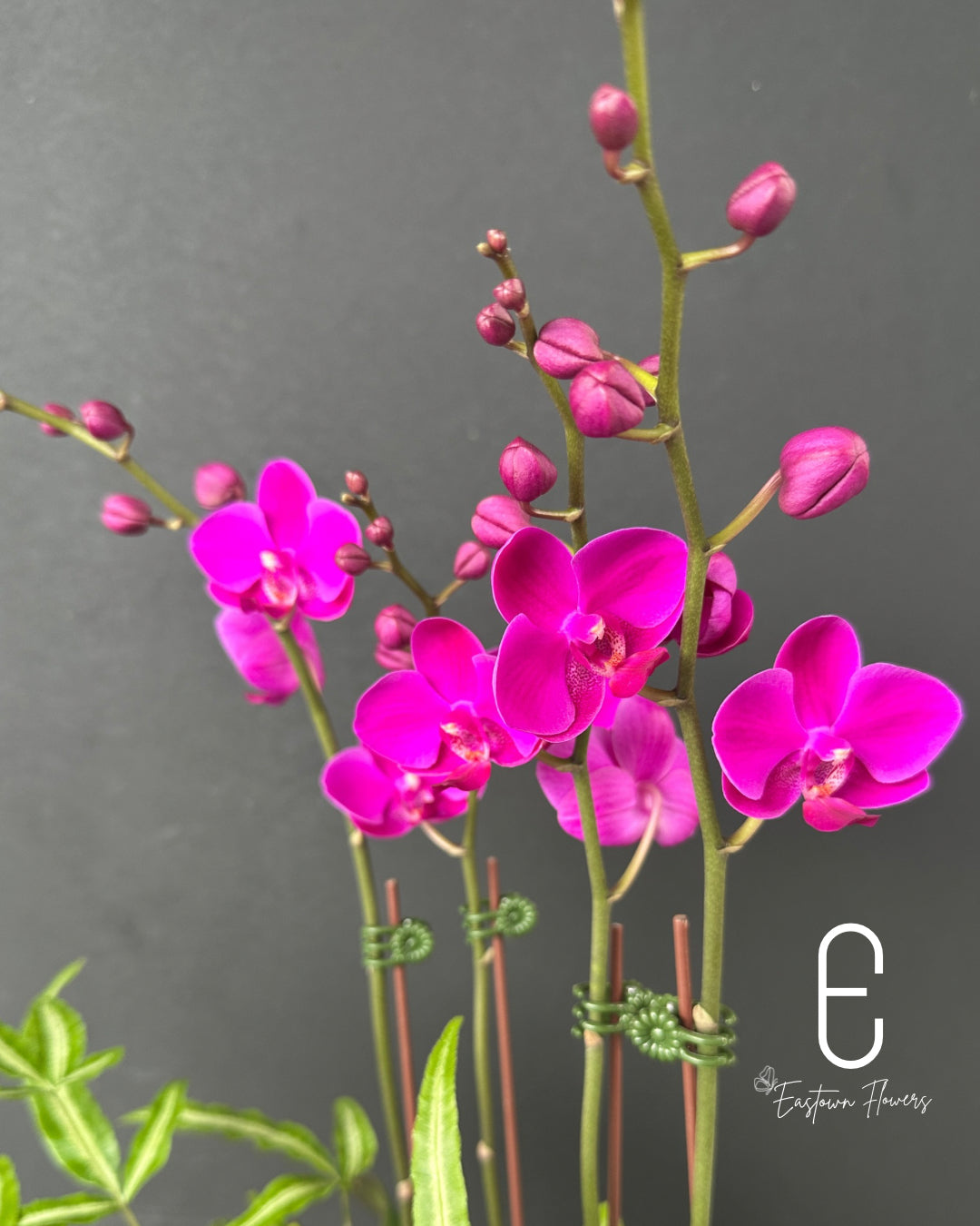 Mini Purple Orchid - Double