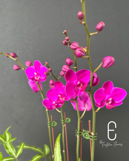 Mini Purple Orchid - Double