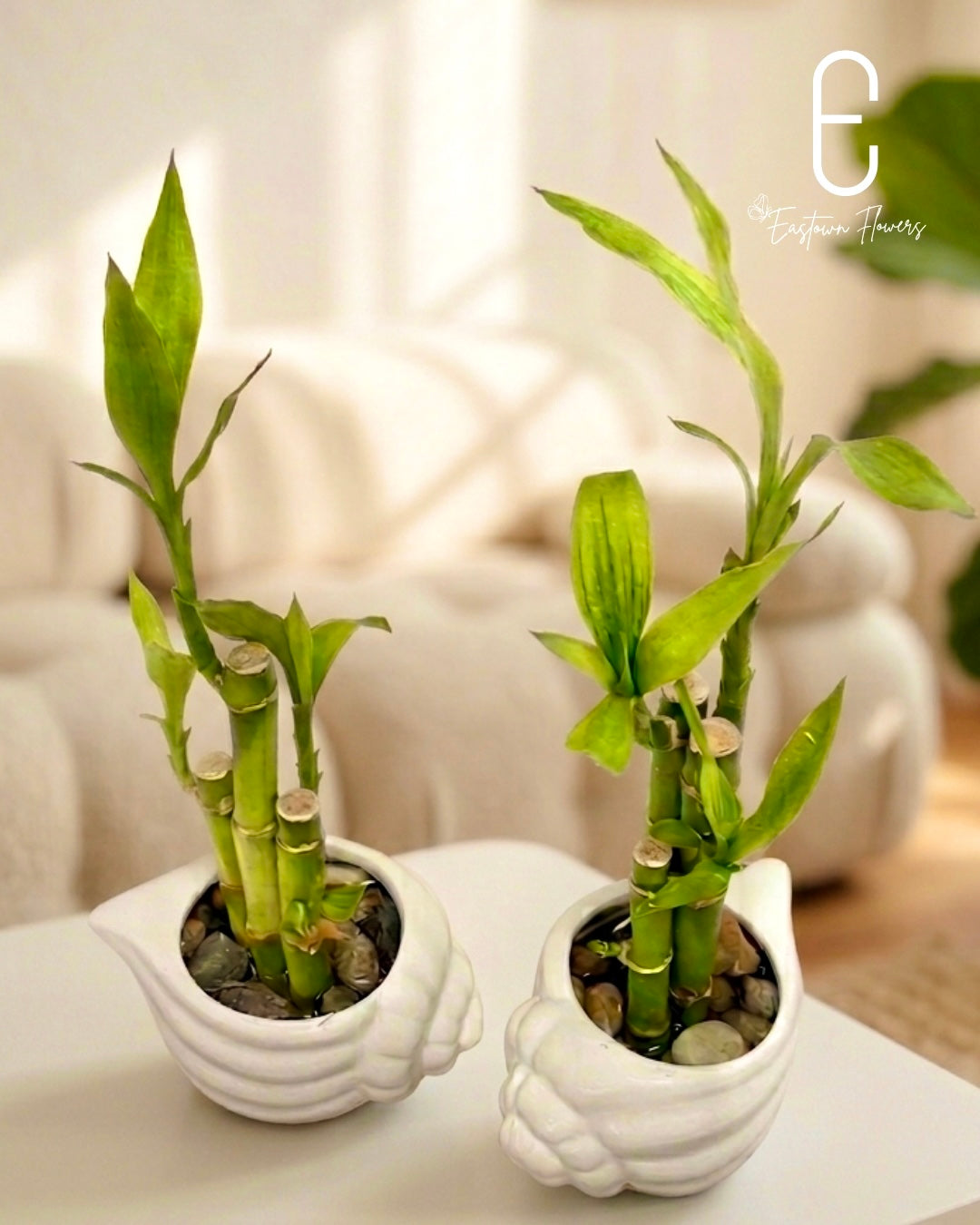 Bamboo#2