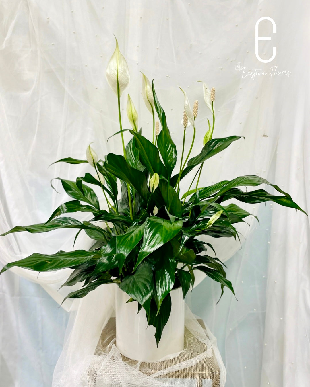 Spathiphyllum
