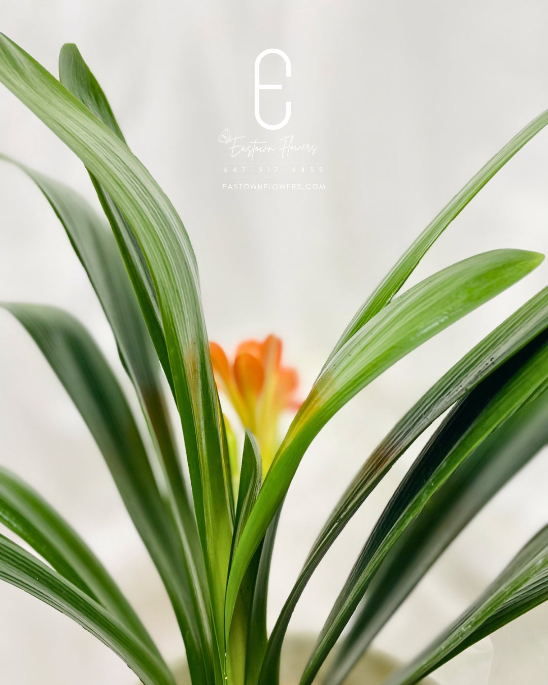 Clivia