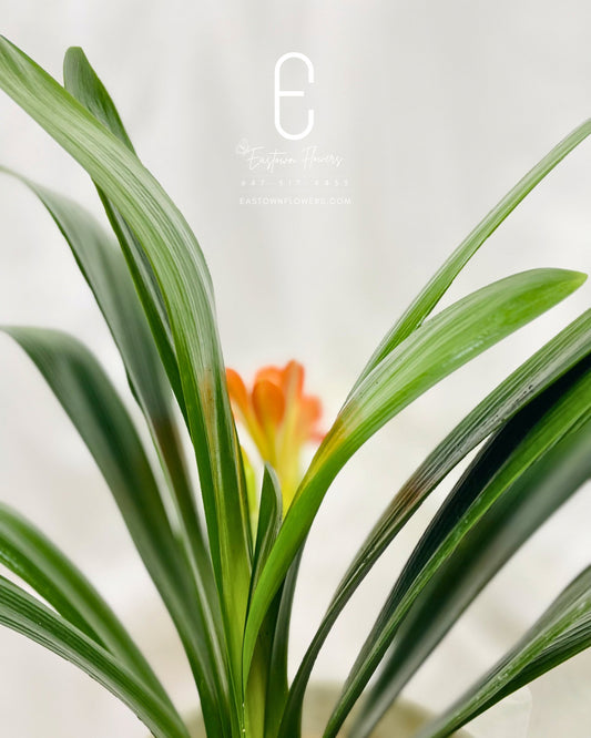 Clivia