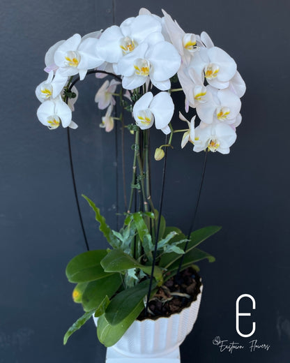 White Orchids