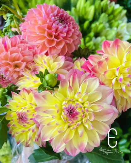 Dahlia Joy
