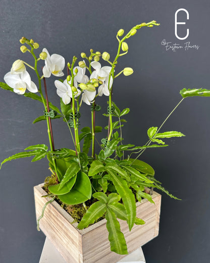Mini White Orchid - Double