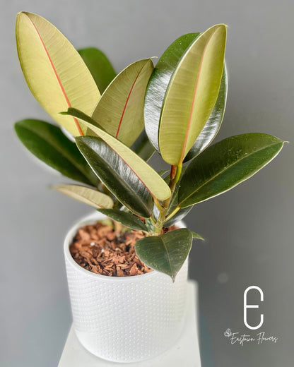 Rubber tree