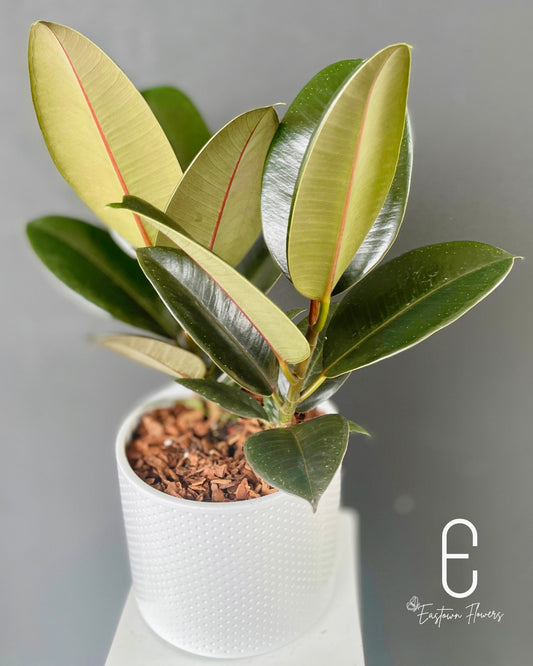 Rubber tree