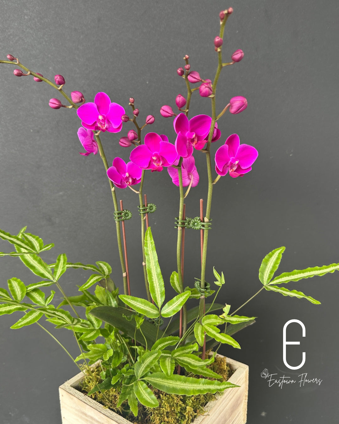 Mini Purple Orchid - Double
