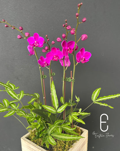 Mini Purple Orchid - Double