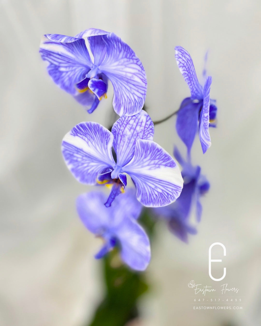 Purple orchids