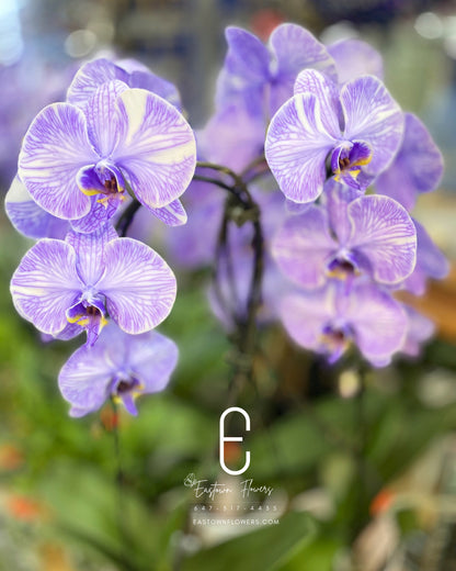 Purple orchids