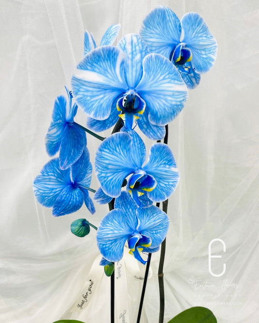 Blue orchids