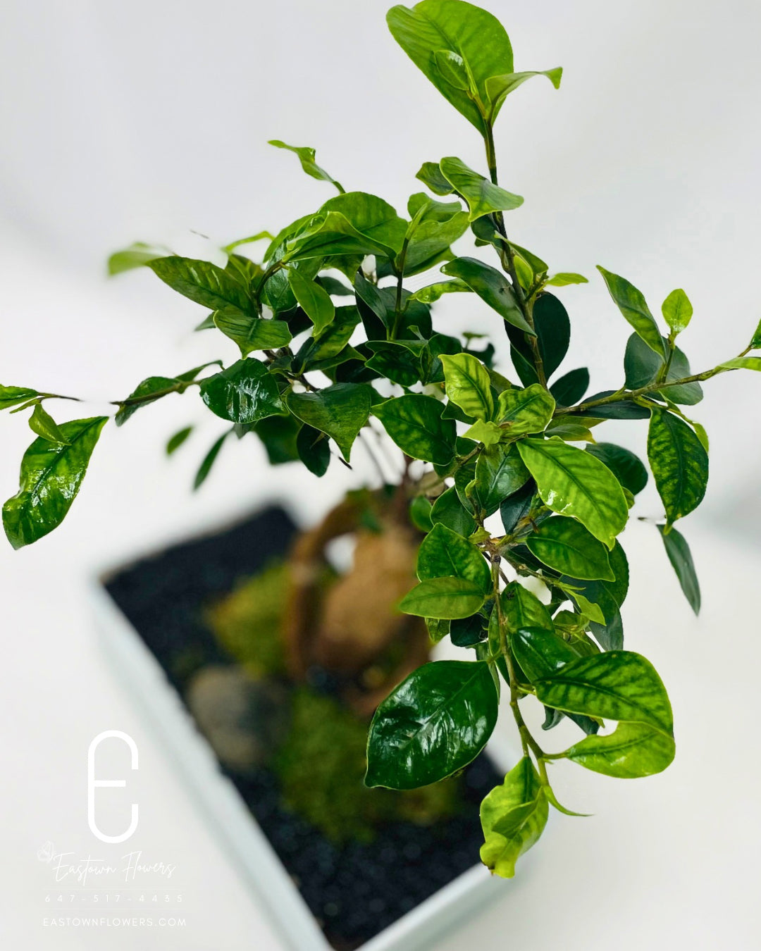 Bonsai (Ginseng Tree)