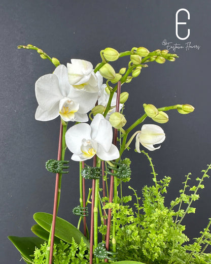 Mini White Orchid - Double