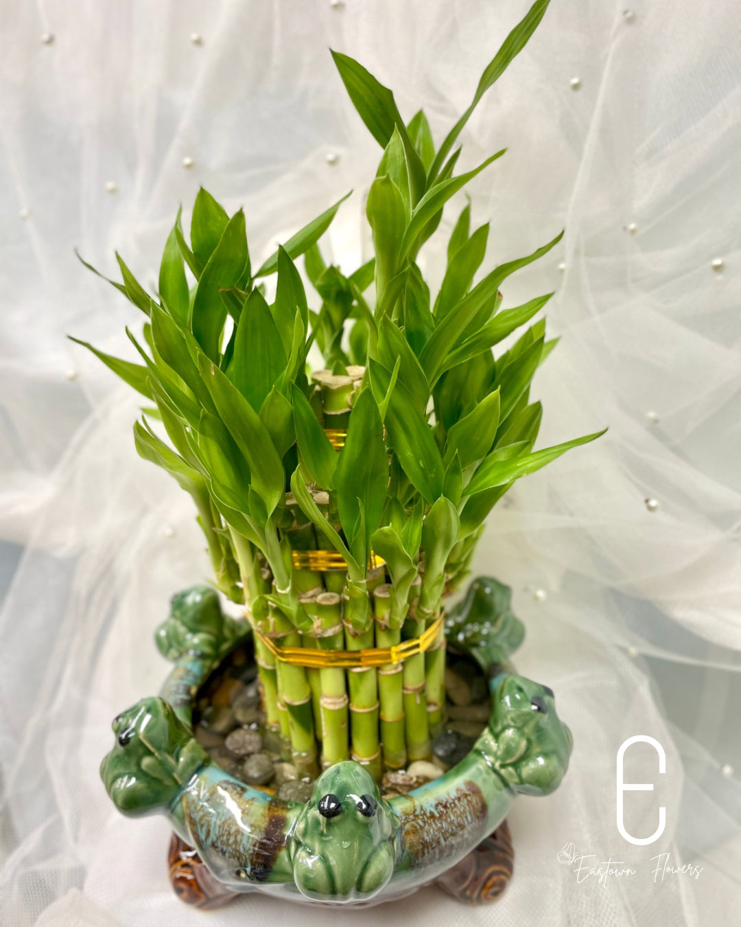 Bamboo#3