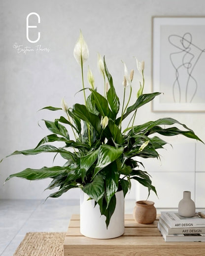 Spathiphyllum