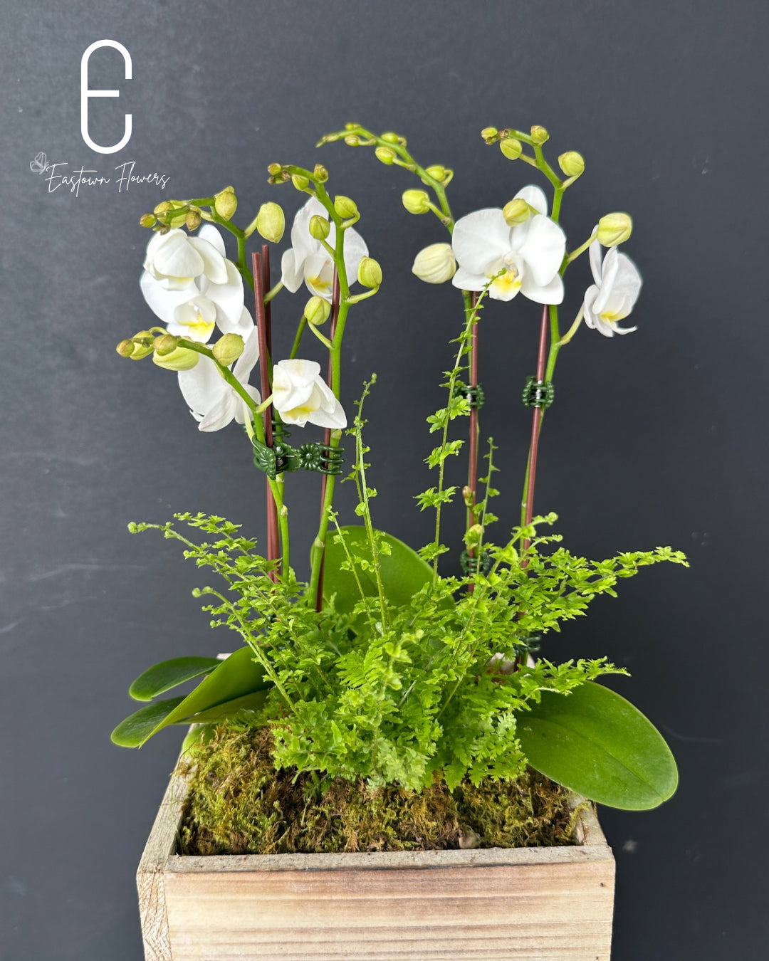 Mini White Orchid - Double