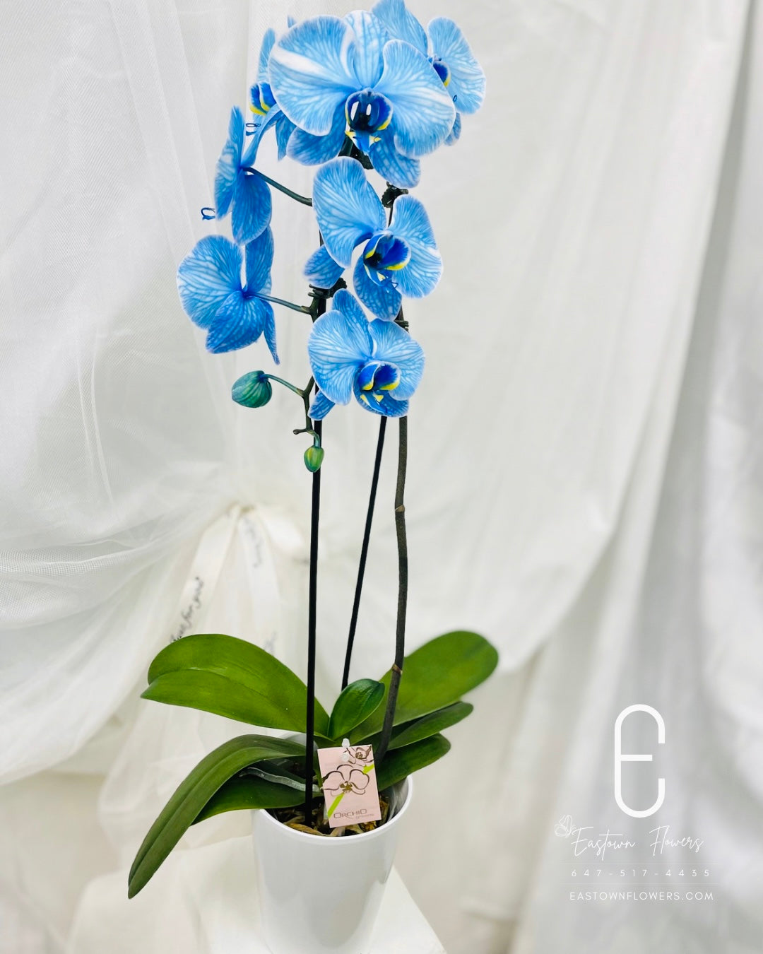 Blue orchids