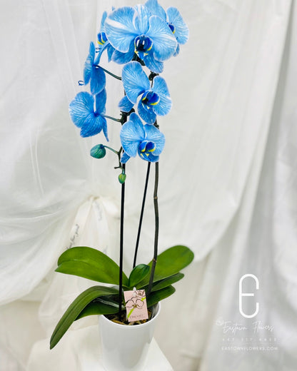Blue orchids