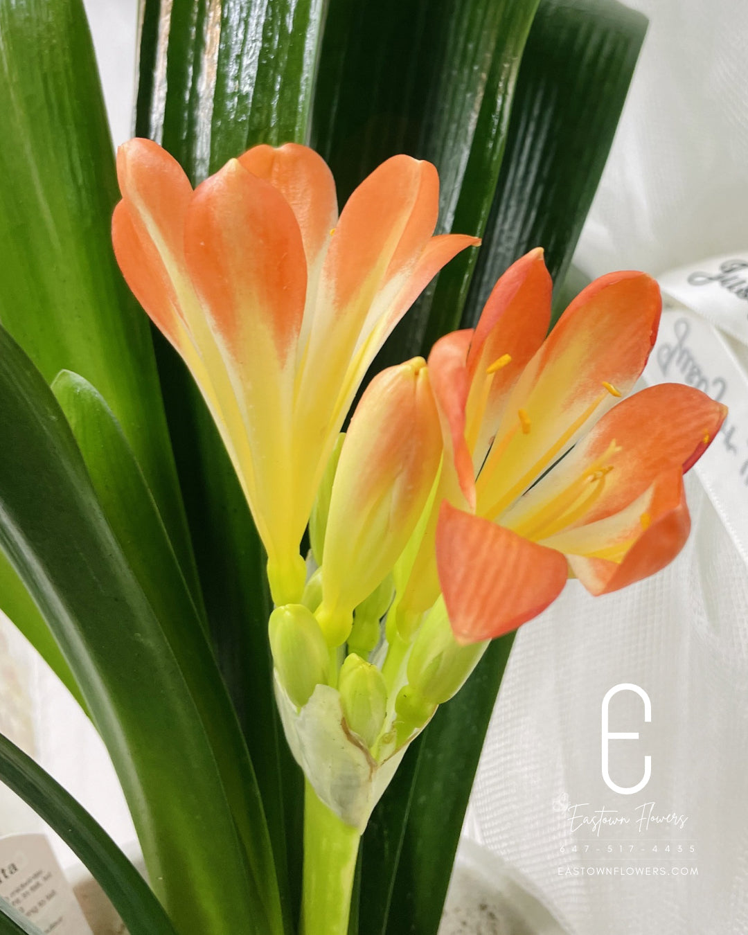 Clivia