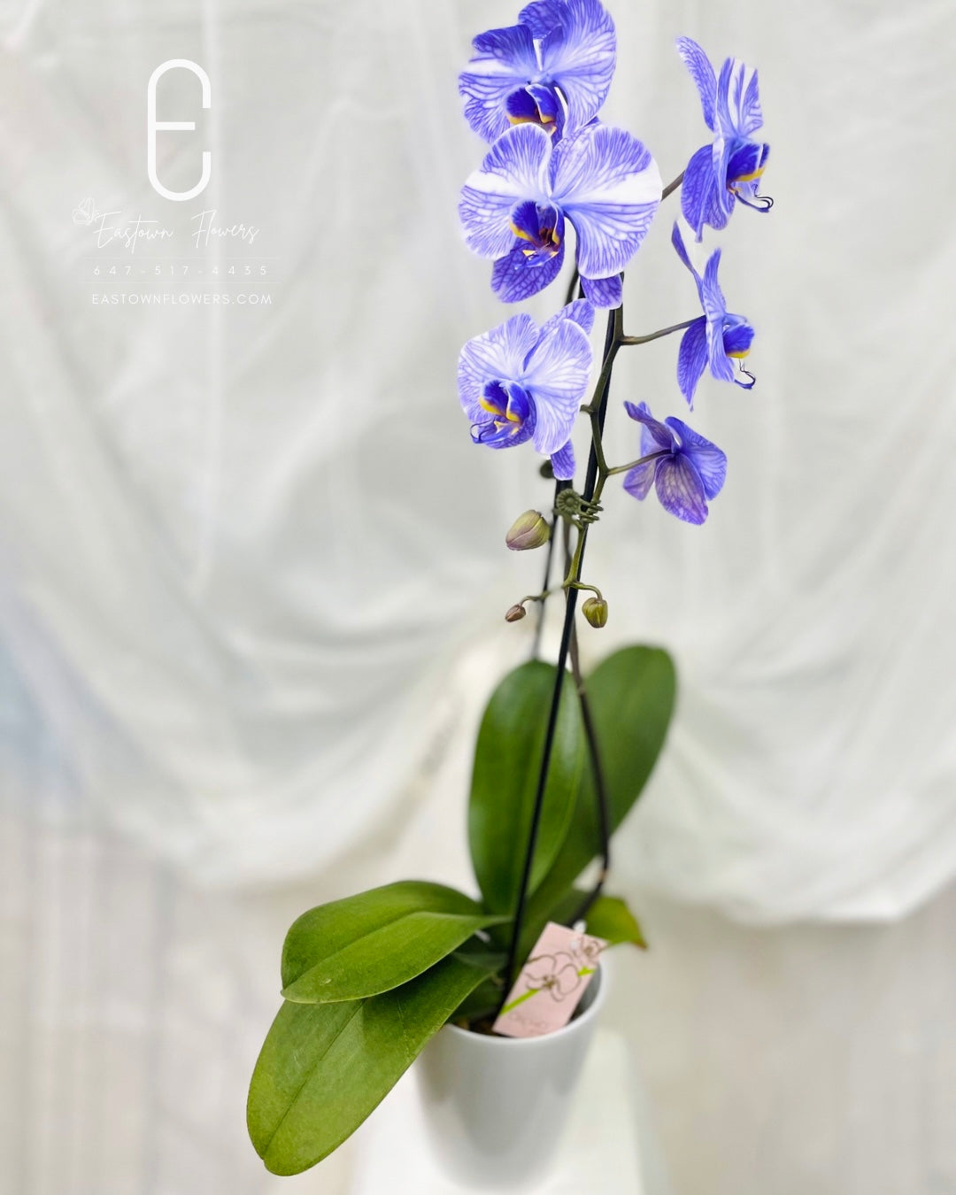 Purple orchids