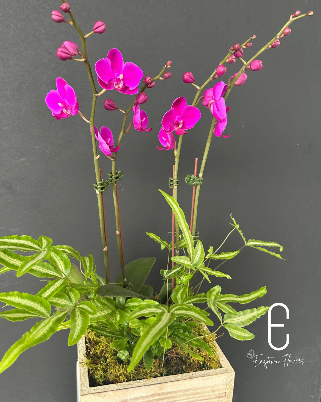 Mini Purple Orchid - Double