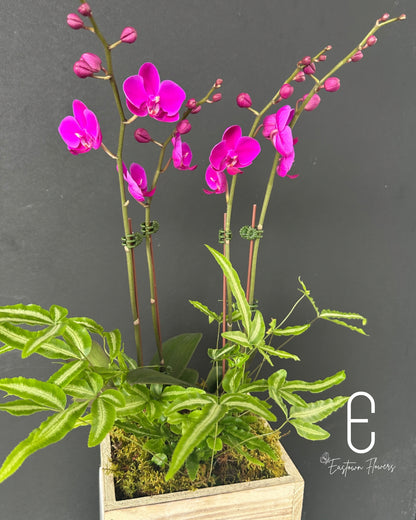 Mini Purple Orchid - Double