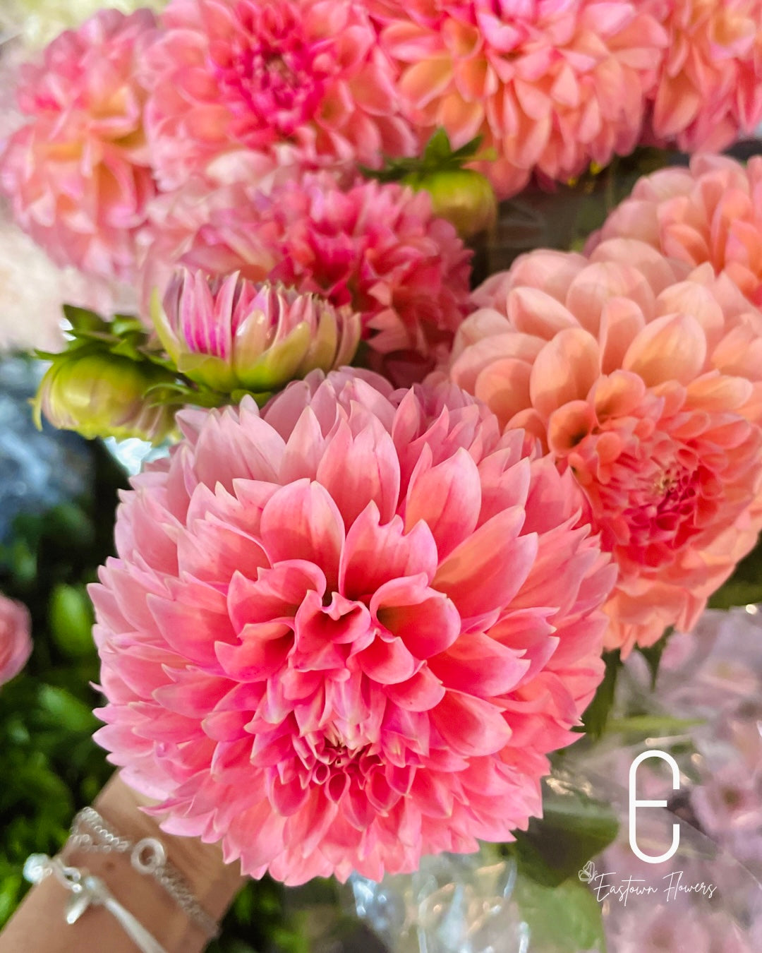 Dahlia Joy